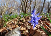 11 Scilla bifolia (Scilla silvestre)